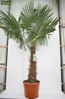 Trachycarpus fortunei - trunk 120-140 cm - pot Ø 40 cm [pallet]