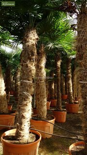 Trachycarpus fortunei - tronc 225-250 cm - pot Ø 80 cm [palette]