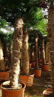 Trachycarpus fortunei - tronc 275-300 cm [palette]