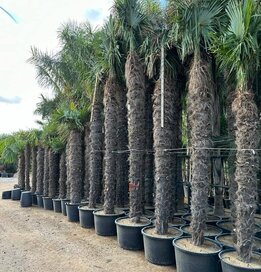 Trachycarpus fortunei - stam 400-450 cm [pallet]