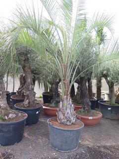 Butia capitata var. odorata - Stamm 50+ cm - Gesamthöhe 300+ cm - Topf 160 ltr [Palette]
