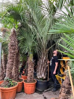 Butia capitata var. odorata - Stamm 80-100 cm - Gesamthöhe 300+ cm - Topf 160 ltr [Palette]