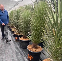 Yucca filifera - stam 125-150 cm [pallet]