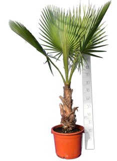 Washingtonia robusta - tronc 40+ cm - hauteur totale 160-180 cm - pot 40 Ø cm [palette]