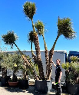 Chamaerops humilis - stam 260+ cm [pallet]