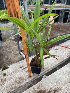 Trachycarpus fortunei - pot 8 x 8 cm - total height 30-40 cm