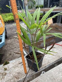 Trachycarpus fortunei - pot 11 x 11 cm - total height 40-50 cm