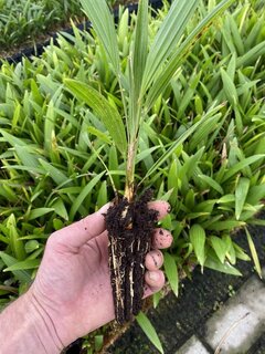 Trachycarpus wagnerianus x fortunei - 2 years - Leaves split