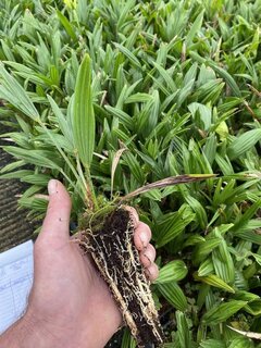 Trachycarpus wagnerianus - 2-3 jaar - blad splitst