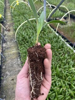 Trachycarpus wagnerianus - 2 years - 3-6 leaves