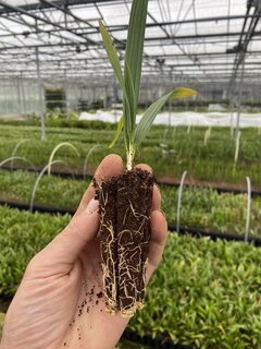 Sabal minor - 3-5 leaves