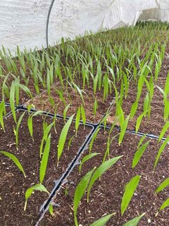 Trachycarpus wagnerianus - not fully rooted - on offer