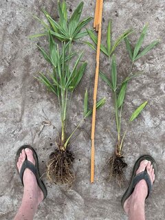Trachycarpus fortunei - dug out - total height 60-80 cm