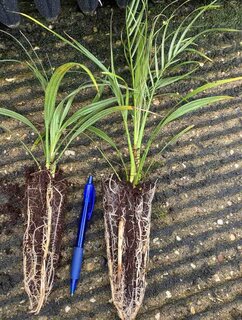 Phoenix roebelenii - 2-3 years