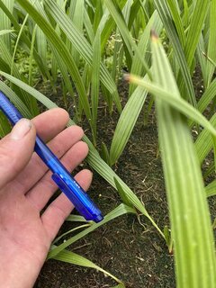 Chamaerops humilis Vulcano - 2-3 leaves