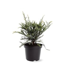 Sequoia sempervirens Adpressa 3 ltr