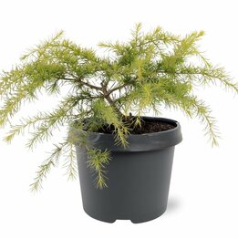 Cedrus deodara Golden Horizon 3 ltr