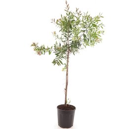 Callistemon laevis - Stamm 70-80 cm