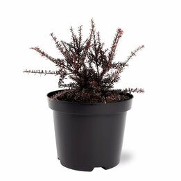 Podocarpus Chocolate Box - pot 3 ltr