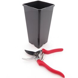 Diepe Vierkante Palmpot Rose - pot 11 x 11 cm / 2 ltr.