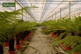 Dicksonia antarctica stam 50-60 cm [pallet]