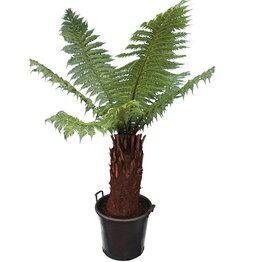 Dicksonia antarctica - stam 60-70 cm [pallet]