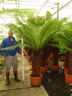 Dicksonia antarctica - stam 90-100 cm [pallet]