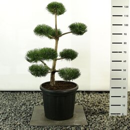 bonsaï kanuma substrat – Pépinière Jasmin