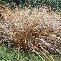 Carex comans Bronze Form - Topf 5 ltr