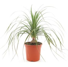 Beaucarnea recurvata - pot Ø 26 cm
