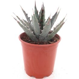 Agave xylonacantha - pot Ø 20 cm