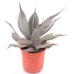 Agave shrevei subsp. matapensis - pot Ø 24 cm