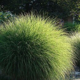Miscanthus sinensis Gracillimus - pot 2 ltr