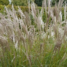 Miscanthus sinensis Kleine Silberspinne - pot 2 ltr