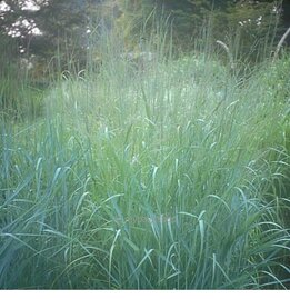 Panicum virgatum Prairy Sky - totale hoogte 50-60 cm - pot 2 ltr