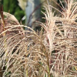 Miscanthus sinensis Pink Cloud - Topf 5 ltr