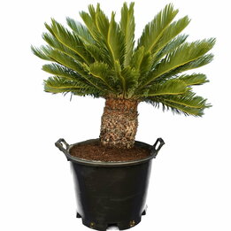 Cycas revoluta - stam 45-55 cm - totale hoogte 130-160 cm - pot Ø 48 cm [pallet]