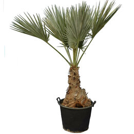 Brahea sp. Super silver - trunk 40-60 cm - total height 170-190 cm - pot 80 ltr [pallet]