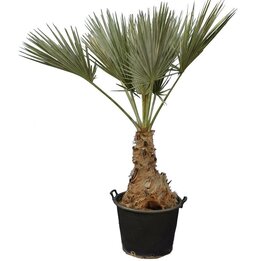 Brahea sp. Super silver - trunk 70-80 cm - total height 200-220 cm - pot 100 ltr [pallet]