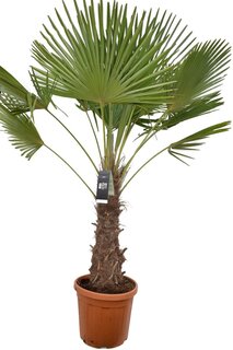Trachycarpus fortunei - tronc 70-80 cm - hauteur totale 180-220 cm - pot Ø 40 cm  [palette]