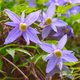 Clematis alpina - pot 2 ltr