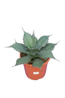 Agave ferox Ø 24 cm - 8 Ltr.