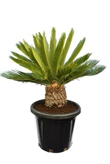 Cycas revoluta - total height 80-100 cm - pot Ø 38 cm [pallet]