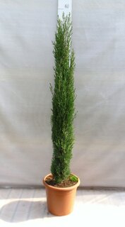 Cupressus sempervirens Totem - total height 200+ cm - pot Ø 35 cm [pallet]