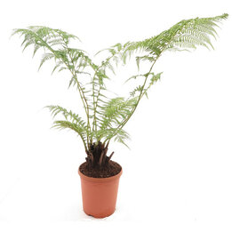 Dicksonia antarctica - stam 10-15 cm