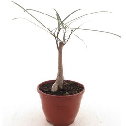 Brachychiton rupestris - pot Ø 15 cm