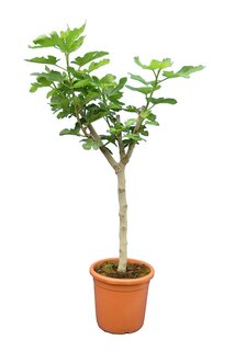 Ficus carica Brown Turkey - Stamm 50-70 cm - Stammumfang 15-25 cm - Gesamthöhe 180+ cm - Topf Ø 45 cm [Palette]