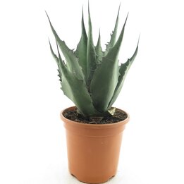 Agave havardiana - pot Ø 26 cm
