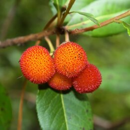 Arbutus unedo - Gesamthöhe 60-80 cm - Topf 8,4 ltr