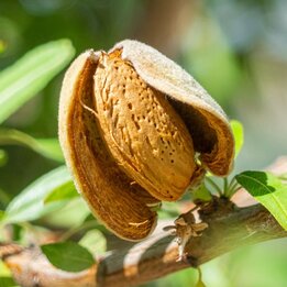 Prunus dulcis - pot Ø 60 cm [pallet]